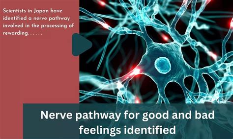 Nerve pathway for good and bad feelings identified