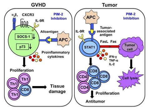 Image result for PIM2