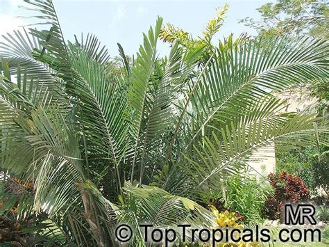 Arenga - JungleKey.in Image