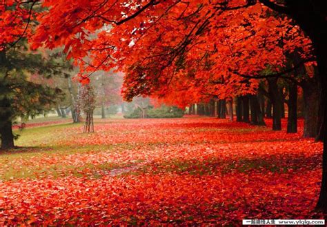 秋天的图画图片,秋天图画,秋天的图画,秋天的图画ppt_画一幅美丽的秋天图画,秋天的图_shoasis个人图书馆