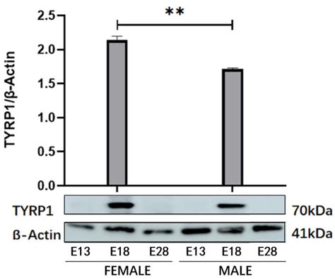 Sex Identification of Feather Color in Geese and the Expression of ...