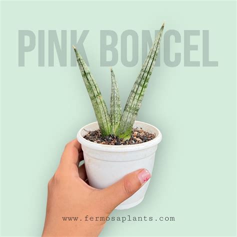 Sansevieria Pink Boncel – Fermosa plants