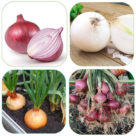 Buy 3 Different varieties of onion Seeds Combo Pack Online - Organicbazar