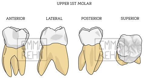 Anatomical Illustrations – Dr Emma Rehn