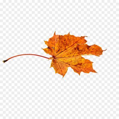 Golden Autumn Leaf PNG Transparent Image - Pngsource