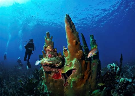 Blue Hole Three Tank Dive, Belize | Audley Travel