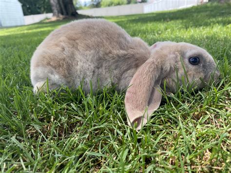Velveteen Lop Rabbits For Sale | Newmanstown, PA #366662