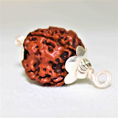 Natural 4 Mukhi Rudraksha (Nepal Origin) – Himalaya Rudraksha ...