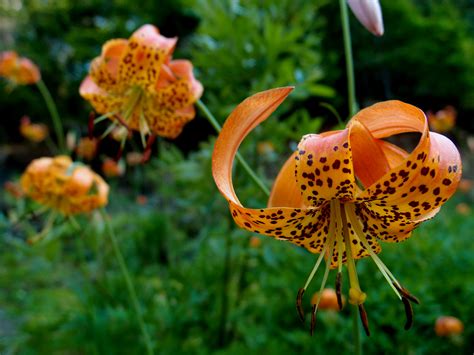 Native Gems: Unveiling the Beauty and Wonder of Indigenous Plants and Animals