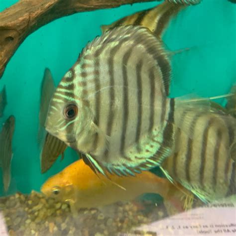 Image result for Blue Discus Fish