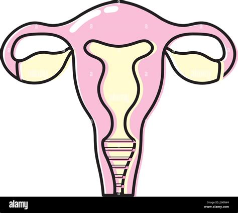 Diagram Of Uterus And Fallopian Tubes