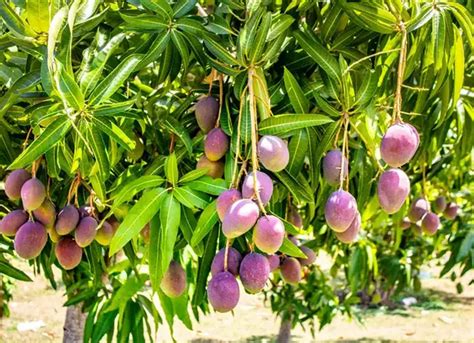 'Mango Man,' 'Banana King' - Innovative Farmers In India