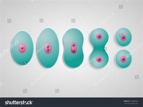 Cell Division Different Stages Stock Vector (Royalty Free) 198055025 | Shutterstock