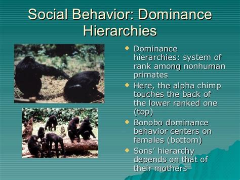 Primate Behavior 的图像结果