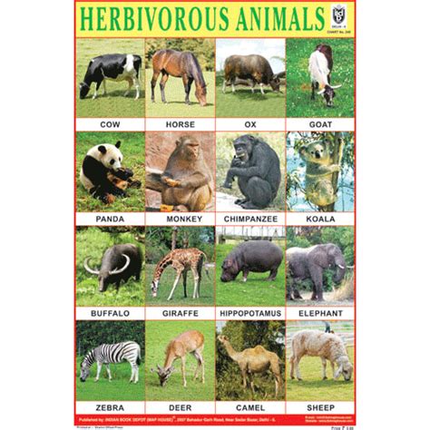 HERBIVOROUS ANIMALS SIZE 24 X 36 CMS CHART NO. 240