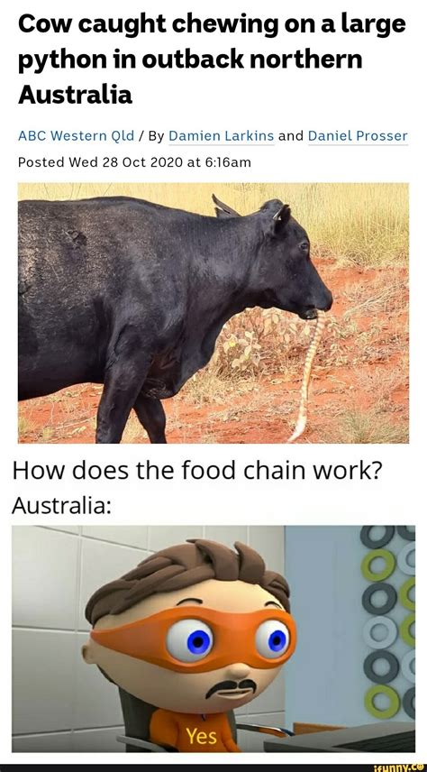 Python Eating Cow 的图像结果