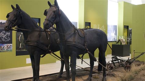 The Horse | Meer