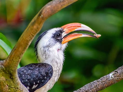 Alien Bird Evolution 的图像结果