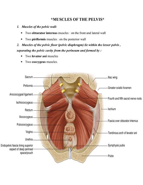 Anatomy muscles of pelvis - MUSCLES OF THE PELVIS Muscles of the pelvic ...