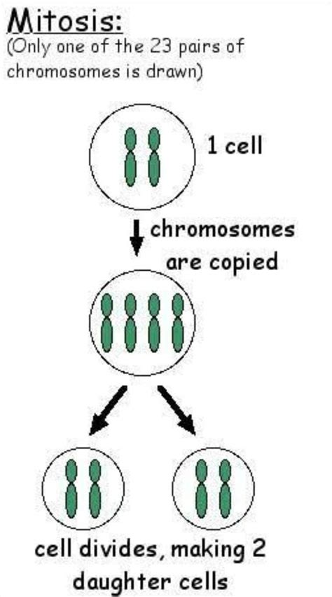Draw the chromosomes in the cell as it undergoes mitosis answers ...