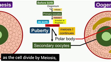Image result for Oogenesis Animation
