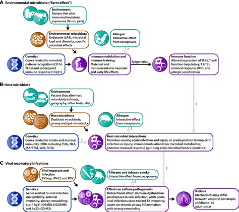 The intersect of genetics, environment, and microbiota in asthma ...