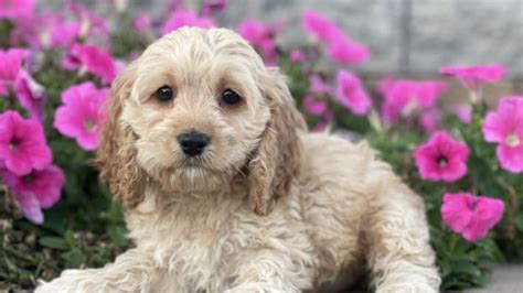Image result for Cockapoo Tailess