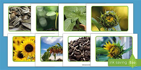 Life Cycle of a Sunflower Display Photos