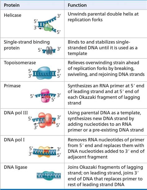 Image result for DNA Replication Explained