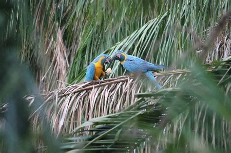 Success in the Savannah: Saving the Critically Endangered Blue-throated ...