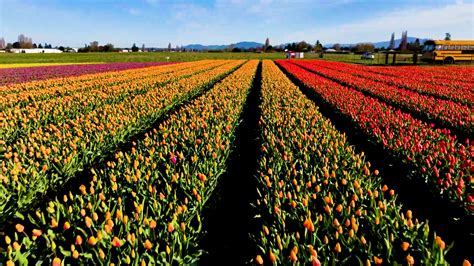 What is the best time to visit the Skagit Valley Tulip Festival? | king5.com
