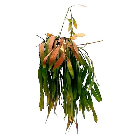 Buy Pseudorhipsalis Ramulosa Plant online at best price