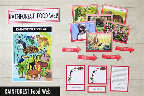 Rainforest Biome Food Web and Food Chains Learning Resources | The Pinay Homeschooler