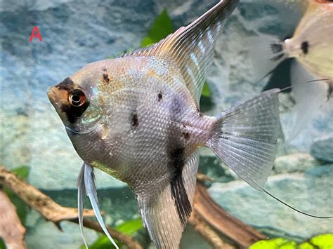 Help sexing angelfish - General Chat - Aquarium Co-Op Forum