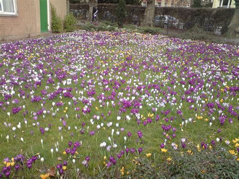 What To Add To Lawn In Spring at Debra Millender blog