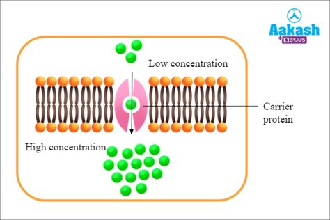 Difference Between Active and Passive Transport in Biology: Definition ...