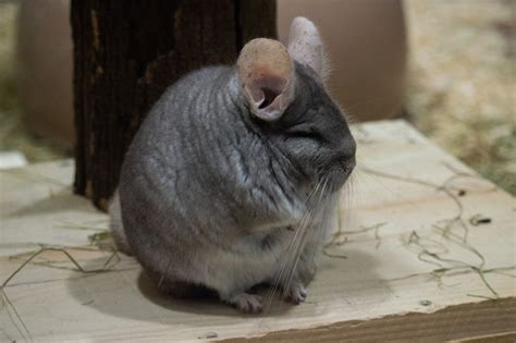 Chinchillas In The Wild