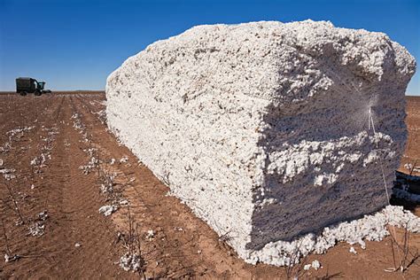 Image result for Loading Cotton Modules