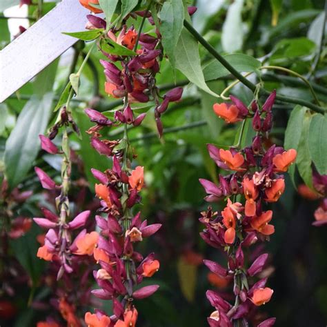 Thunbergia Coccinea Seeds Scarlet Clock Vine Exotic Red Flowering Clim ...