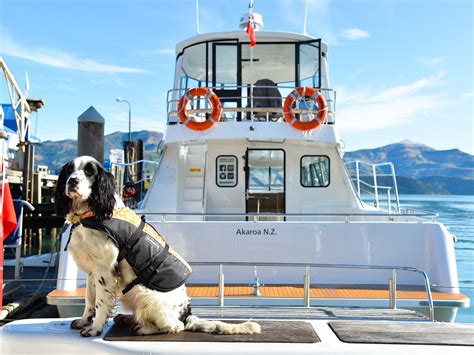 AKAROA DOLPHINS Guide (2026) All You Need to Know BEFORE You Go (with ...