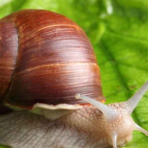 Download wallpaper 2780x2780 snail, leaf, mustache, green background ...