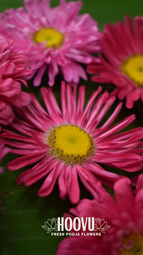 Pink Aster Screensaver – Rosebazaar India