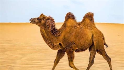 严酷的沙漠里除了骆驼，还有哪些动物呢？