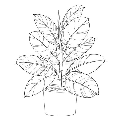 plant outline