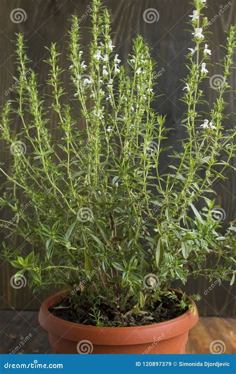Summer Savory , Satureja Hortensis, Potted Stock Image - Image of ...