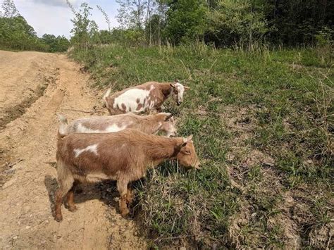Can Goats Eat Pumpkin? Is It Safe?