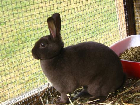 Image result for Mini Rex Varieties