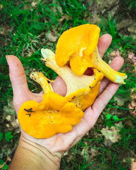 Foraging Chanterelle Mushrooms: Identification & Look-alikes
