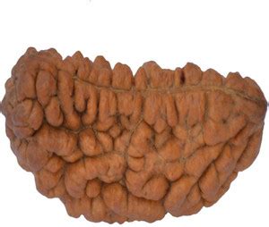 Jewelswonder Ek mukhi original and 100% effective rudrkash bead with ...