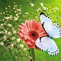 Image result for Butterfly Wallpaper for Bedroom